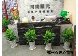 办公室绿化方案