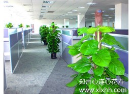办公室植物方案